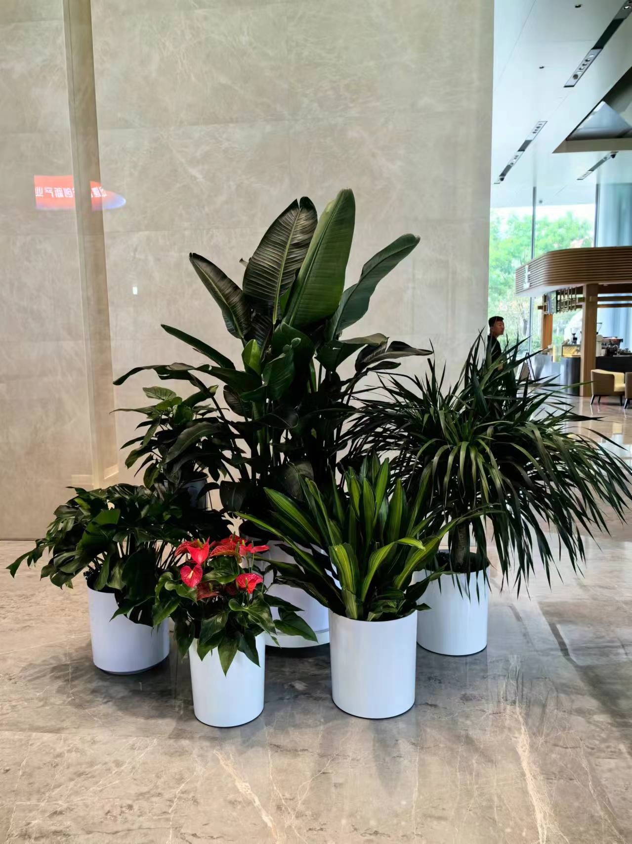 朝陽區綠植花卉租賃